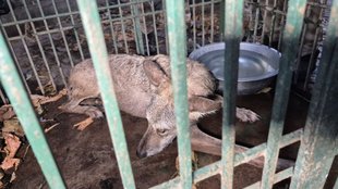 Bahraich wolves, wolf caught in Bahraich, boy mauled to death