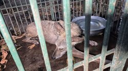 यूपी: बहराइच में पकड़ा गया भेड़िया, 2 साल के बच्चे को बनाया था शिकार, दहशत में जी रहे थे ग्रामीण