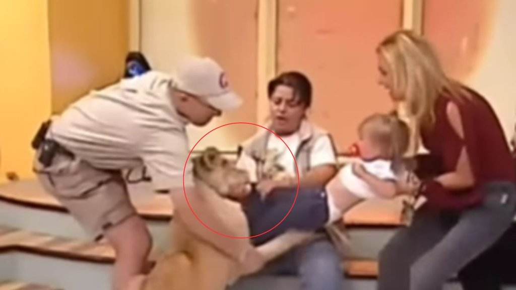 Lion attacks on baby girl, lion attack, sher ne bacchi par kiya humla