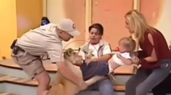 मां की गोद में थी बच्ची, तभी शेर ने मारा झपट्टा, जबड़े में दबा लिए पैर फिर…, खौफनाक Viral Video देख सहमे यूजर्स