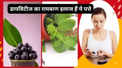 डायबिटीज मरीज गर्मी में इन 4 मेडिसिनल पत्तों को खाएं, बॉडी रहेगी ठंडी और Blood Sugar हो जाएगा नॉर्मल, नेचुरल इसुलिन की होगी भरमार