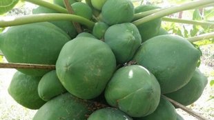 Gardening Tips, Gardening tips papaya , papaya fertilize