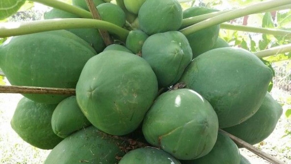 Gardening Tips, Gardening tips papaya , papaya fertilize