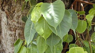 Parikrama of Peepal tree