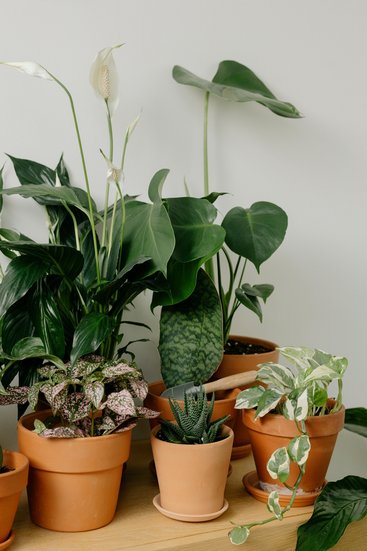 Peace Lily