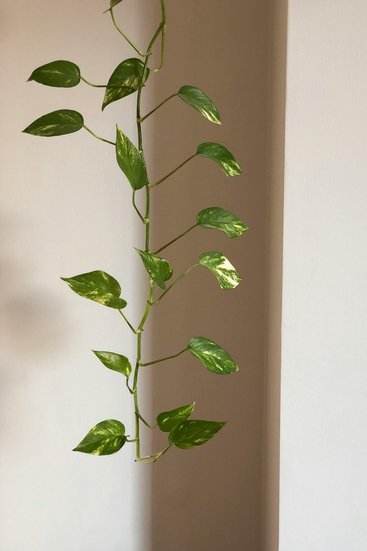 Pothos