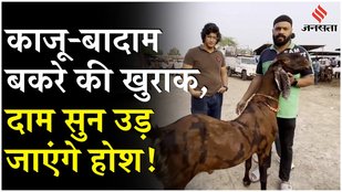 Bakri Eid 2025: Goat market is bustling in this market of Ajmer! | Eid-ul-Adha 2025 | Breaking News