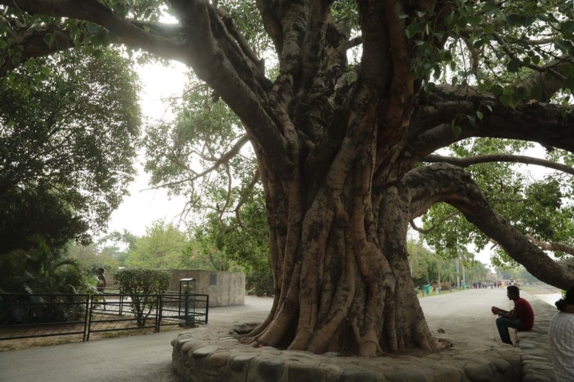 Rituals related to Peepal tree