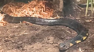 Snake Bite | mirzapur news | latest news hindi | up news |