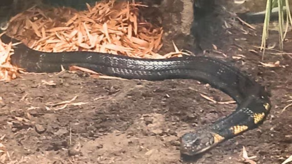 किंग कोबरा, King Cobra, Madhya Pradesh, Mohan Yadav, Bhopal Zoo, Pilikula Biological Park