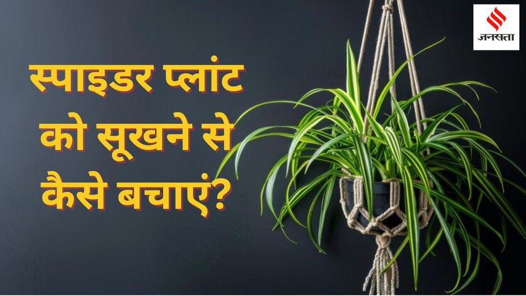 Gardening Tips | Spider Plant Care | spider plant indoor care