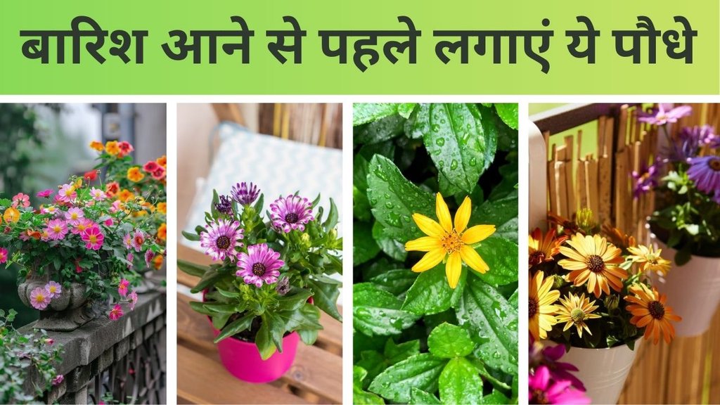 Rainy season flowers Pictures with names | Monsoon season flowers | Balcony & Terrace Garden