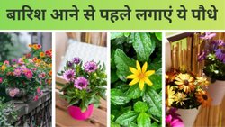 बारिश आने से पहले लगाएं ये पौधे, फूलों से भर जाएगा घर, यहां देखिए Top 10 Rainy Season Flowers
