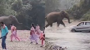 elephant videos, Trending News, Trending Video, Viral Video, Shocking Viral Video