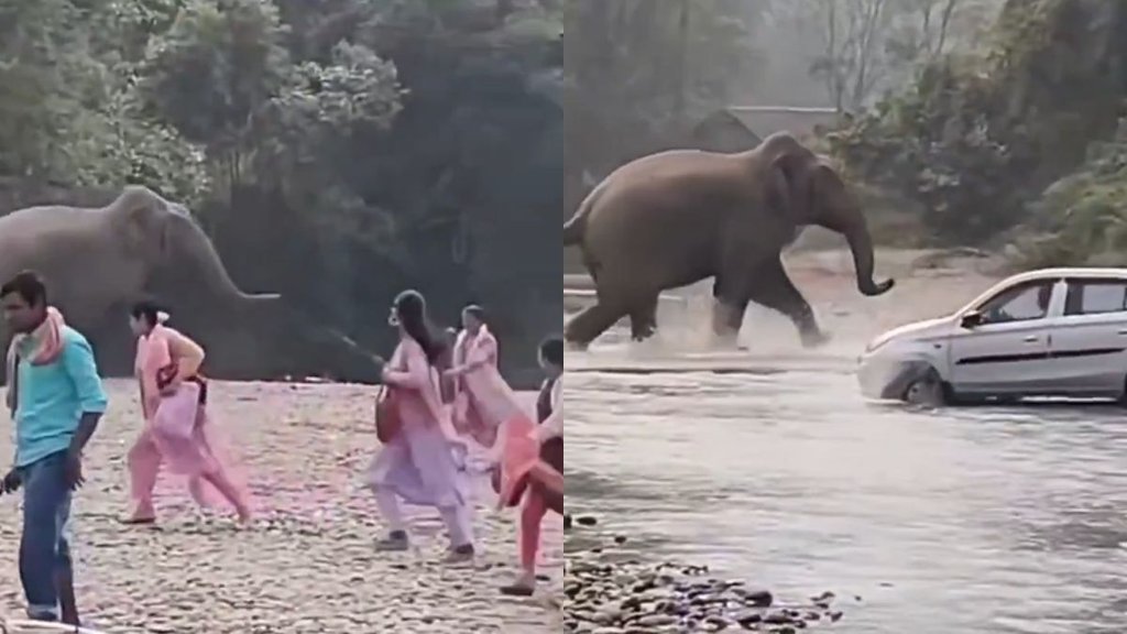 elephant videos, Trending News, Trending Video, Viral Video, Shocking Viral Video