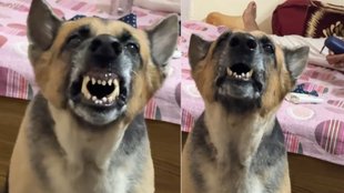 Trending Video, Dog Viral Video, Viral Instagram Reels
