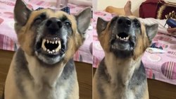 बंद कर दो एसी… यह सुनते ही डॉगी को आ गया गुस्सा, जोर-जोर से लगा भौंकने और फिर…, चौंकाने वाला Viral Video