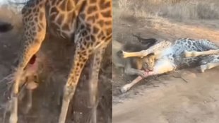 Viral Video, Animal Video, Shocking Video