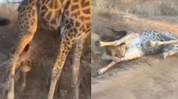 दौड़ता हुआ आया शेर और जिराफ पर किया अटैक, पैरों में गड़ाए दांत फिर…, LIVE शिकार देख सहमे जंंगल सफारी के लिए गए लोग