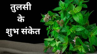 Vastu Tips for Tulsi, Tusli ke liye vastu tips, Positive signs from Tulsi plant, Spiritual signs of Tulsi at home, Tulsi plant good luck indicators, Tulsi Vastu signs for prosperity, Signs your Tulsi plant brings good fortune, Tulsi plant spiritual meaning and signs, Vastu tips based on Tulsi plant condition, Tulsi plant signs of blessings from gods, Basil lucky signs for home, Signs Tulsi is bringing prosperity