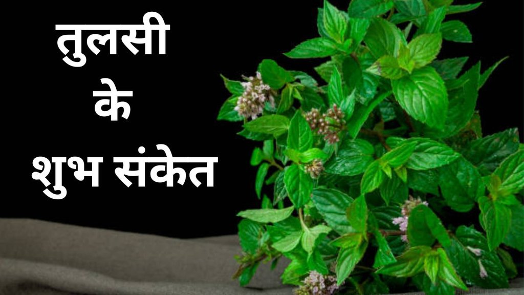 Vastu Tips for Tulsi, Tusli ke liye vastu tips, Positive signs from Tulsi plant, Spiritual signs of Tulsi at home, Tulsi plant good luck indicators, Tulsi Vastu signs for prosperity, Signs your Tulsi plant brings good fortune, Tulsi plant spiritual meaning and signs, Vastu tips based on Tulsi plant condition, Tulsi plant signs of blessings from gods, Basil lucky signs for home, Signs Tulsi is bringing prosperity Vastu Tips for Tulsi, Tusli ke liye vastu tips, Positive signs from Tulsi plant, Spiritual signs of Tulsi at home, Tulsi plant good luck indicators, Tulsi Vastu signs for prosperity, Signs your Tulsi plant brings good fortune, Tulsi plant spiritual meaning and signs, Vastu tips based on Tulsi plant condition, Tulsi plant signs of blessings from gods, Basil lucky signs for home, Signs Tulsi is bringing prosperity