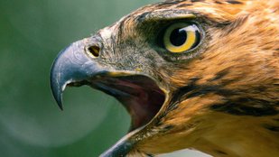 Which Animal Has the Best Eyesight