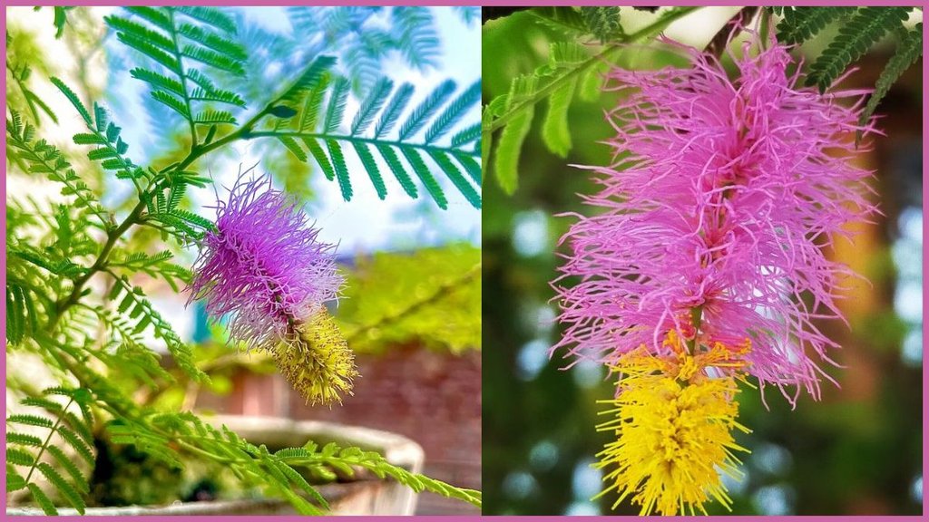 Shami Plant, How to Grow Shami Plant Faster, Tips to grow Shami Plant, Shami plant complete care