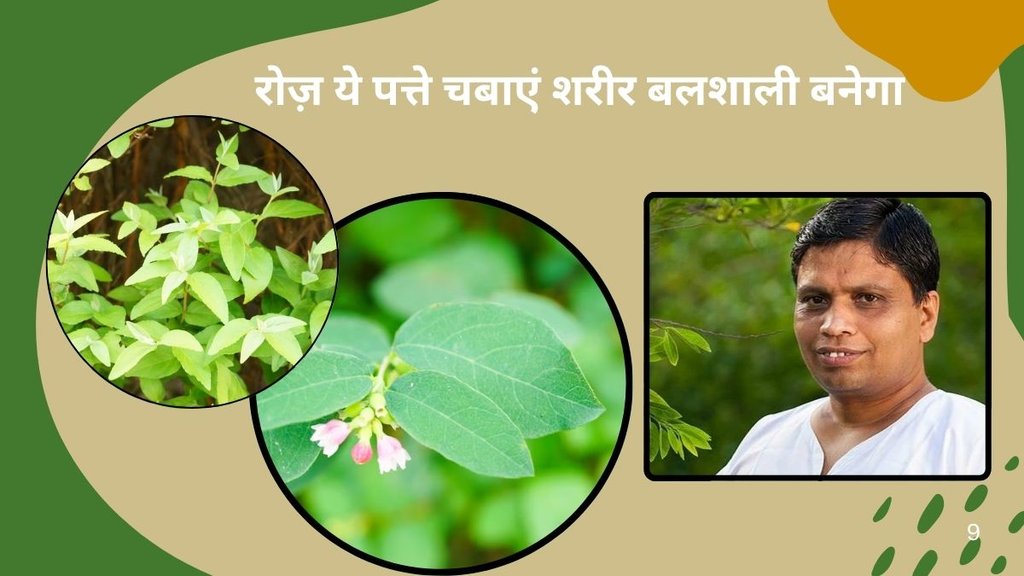 health news,Ashwagandha leaves, Ashwagandha leaves benefits,Ashwagandha leaves for improve energy,ashvgandha leaf for weight loss,What is the use of ashwagandha leaves,