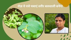 इन 3 हरी पत्तियों को रोज़ चबा लें एक साथ 100 बीमारियों का होगा इलाज, एनर्जी और स्टेमिना होगा बूस्ट, आचार्य बालकृष्ण ने बताए फायदे