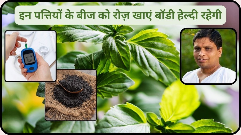Tulsi Ke Beej Ke Fayde, Can we drink basil seeds daily, What are the benefits of basil seeds, How many basil seeds should I eat a day, Basil Seeds Benefits in Hindi, Basil seeds benefits and side effects, Basil seeds benefits for male, Basil seeds benefits for female,