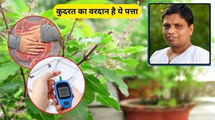 control diabetes, improve digestion, benefits of consume tulsi, acharya balkrishna, health news, health tips, health benefits