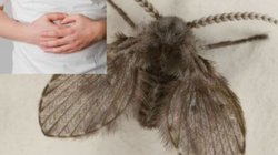 चीन में 8 साल की लड़की कई हफ्तों तक करती रही कीड़ों की उल्टी, वजह जान रह जाएंगे हैरान