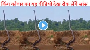 King Cobra viral video, snake viral video, king cobra standing tall video,