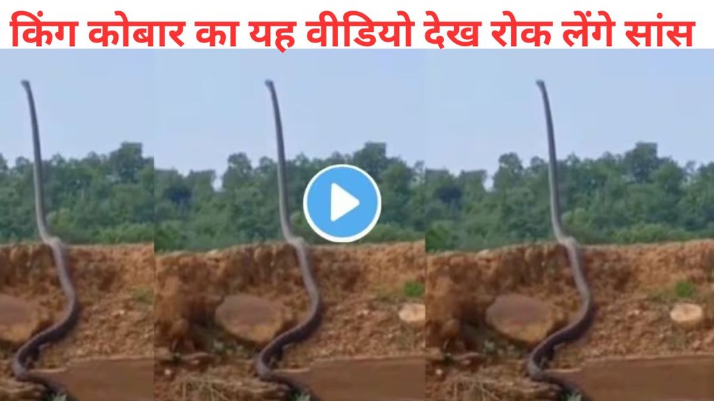 King Cobra viral video, snake viral video, king cobra standing tall video,