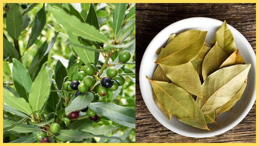 Bay Leaf, tej patta ka ped