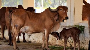 cow and calf, UP Baghpat