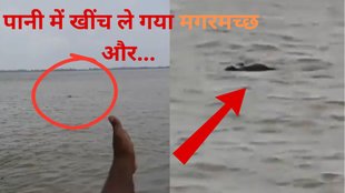 crocodile, crocodile viral video