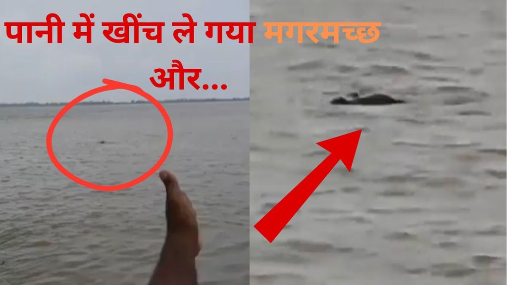 crocodile, crocodile viral video
