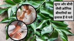 डायबिटीज और ब्लड प्रेशर के मरीजों के लिए अमृत हैं ये पत्तियां, रोज सुबह उठकर बासी मुंह इस मीठे नीम को चबा लें, बिना दवा क्रोनिक बीमरियां होंगी कंट्रोल