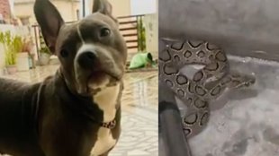 meerut snake attack on dog, meerut news, dog sacrificed its life to save owner