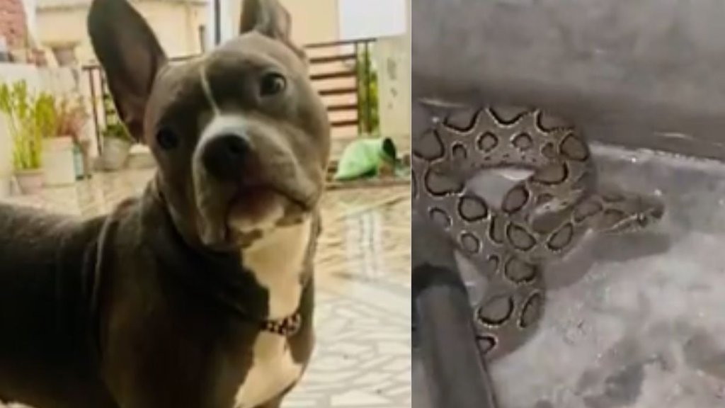 meerut snake attack on dog, meerut news, dog sacrificed its life to save owner