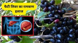 क्या जामुन खाने से फैटी लिवर का इलाज होता है? कैसे यह फल जिगर को हेल्दी रखता है, जानिए