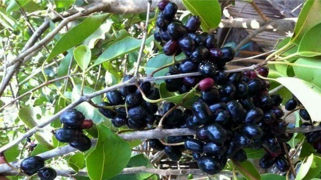 foods to avoid with Java Plum, Jamun ke saath kya nahi khana chahiye foods to avoid with Java Plum, Jamun ke saath kya nahi khana chahiye
