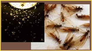 How to get rid of insects, get rid of insects at home
