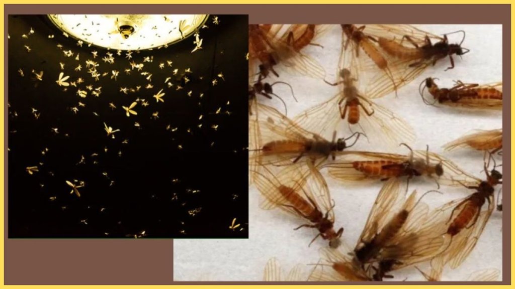 How to get rid of insects, get rid of insects at home