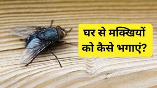 ghar se makkhi kaise bhagaye | ghar se makkhi kaise bhagaye gharelu upay | How to get rid of house flies