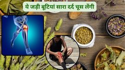 गर्मी में इस 1 वजह से तेजी से बढ़ सकता है Uric Acid, इन 3 जड़ी बूटियों को तुरंत खाना शुरू कर दें, तेजी से जोड़ों के दर्द का होगा इलाज
