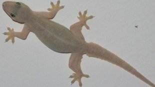 lizards, pests, summer season, get rid of pests