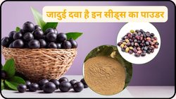 सेहत के लिए अमृत है जामुन का सेवन, इसकी गुठली भी है सेहत के लिए वरदान, पाउडर बनाकर पूरे साल खाएं मिलेंगे 4 फायदे