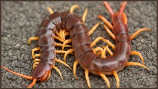 kankhajura bhagane ke upay, centipedes